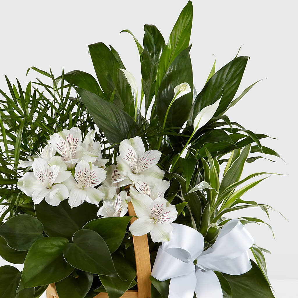 Peace & Serenity Dishgarden – Flowers By Albert, Lowell MA