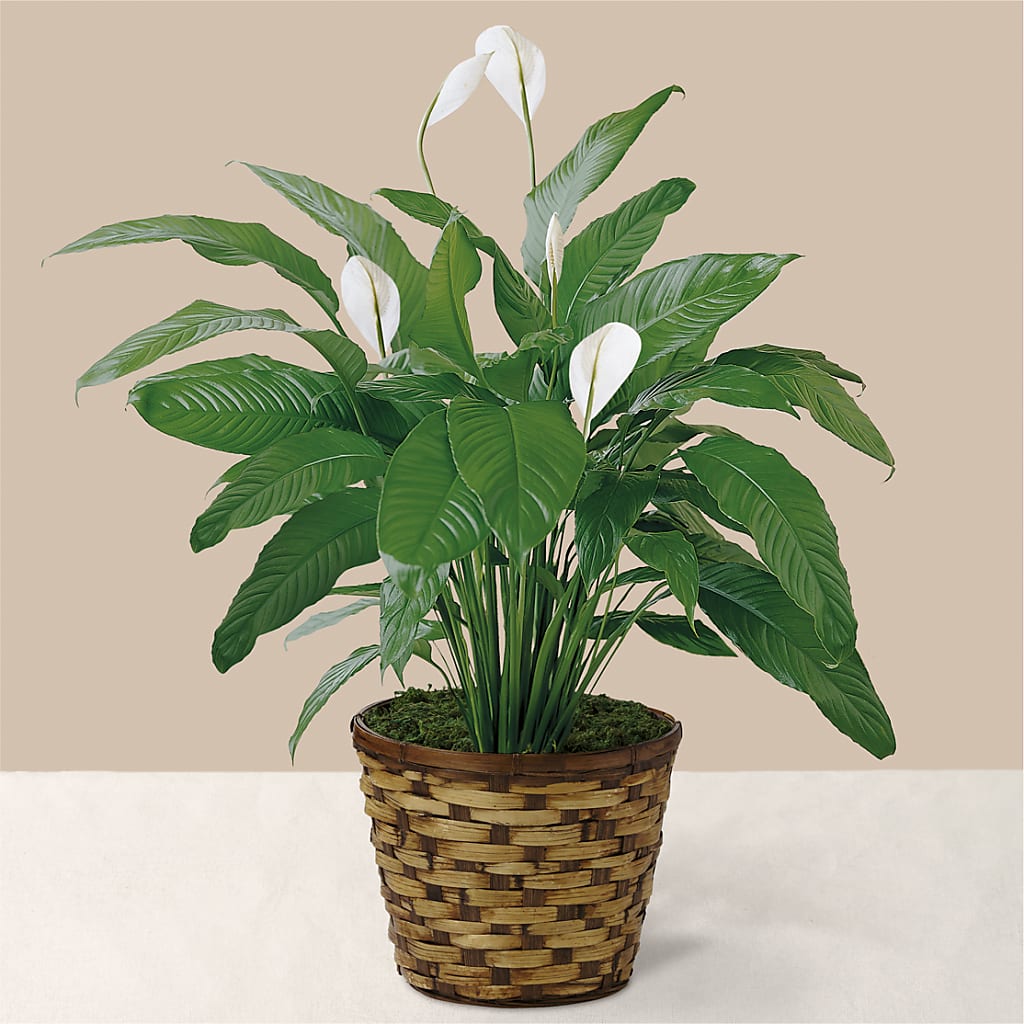 Tranquil Moments Peace Lily Plant – Flowers By Albert, Lowell MA