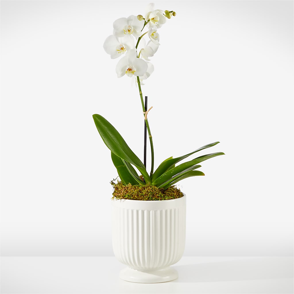 Whispering White Orchid – Flowers By Albert, Lowell MA