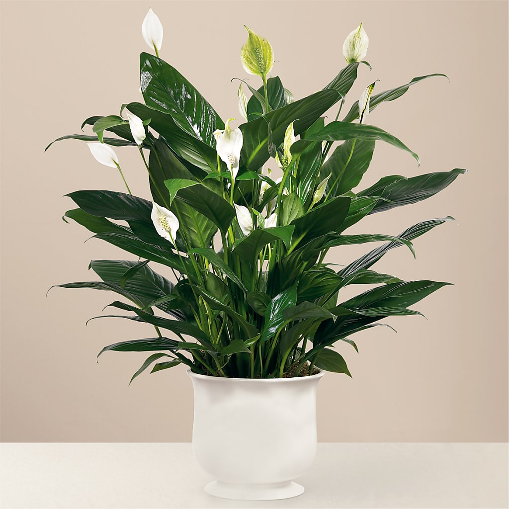 Comfort Planter – Flowers By Albert, Lowell MA