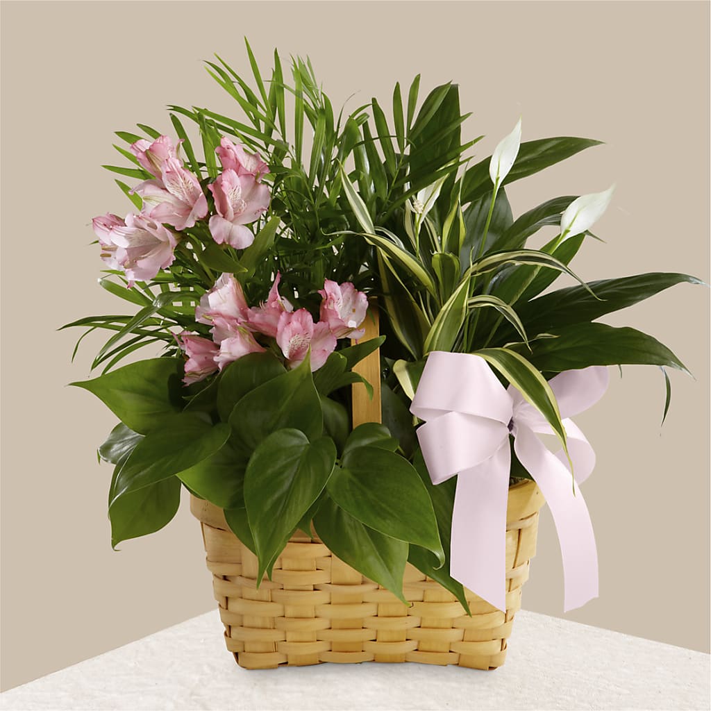 Living Spirit Dishgarden – Flowers By Albert, Lowell MA