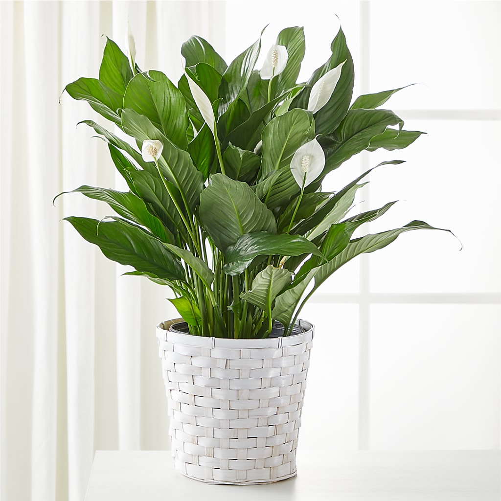 A New Leaf Peace Lily – Flowers By Albert, Lowell MA
