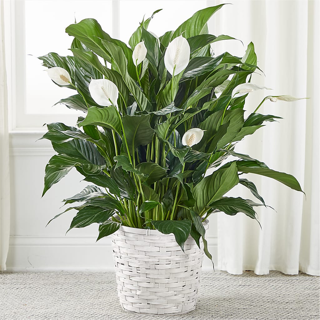 A New Leaf Peace Lily – Flowers By Albert, Lowell MA