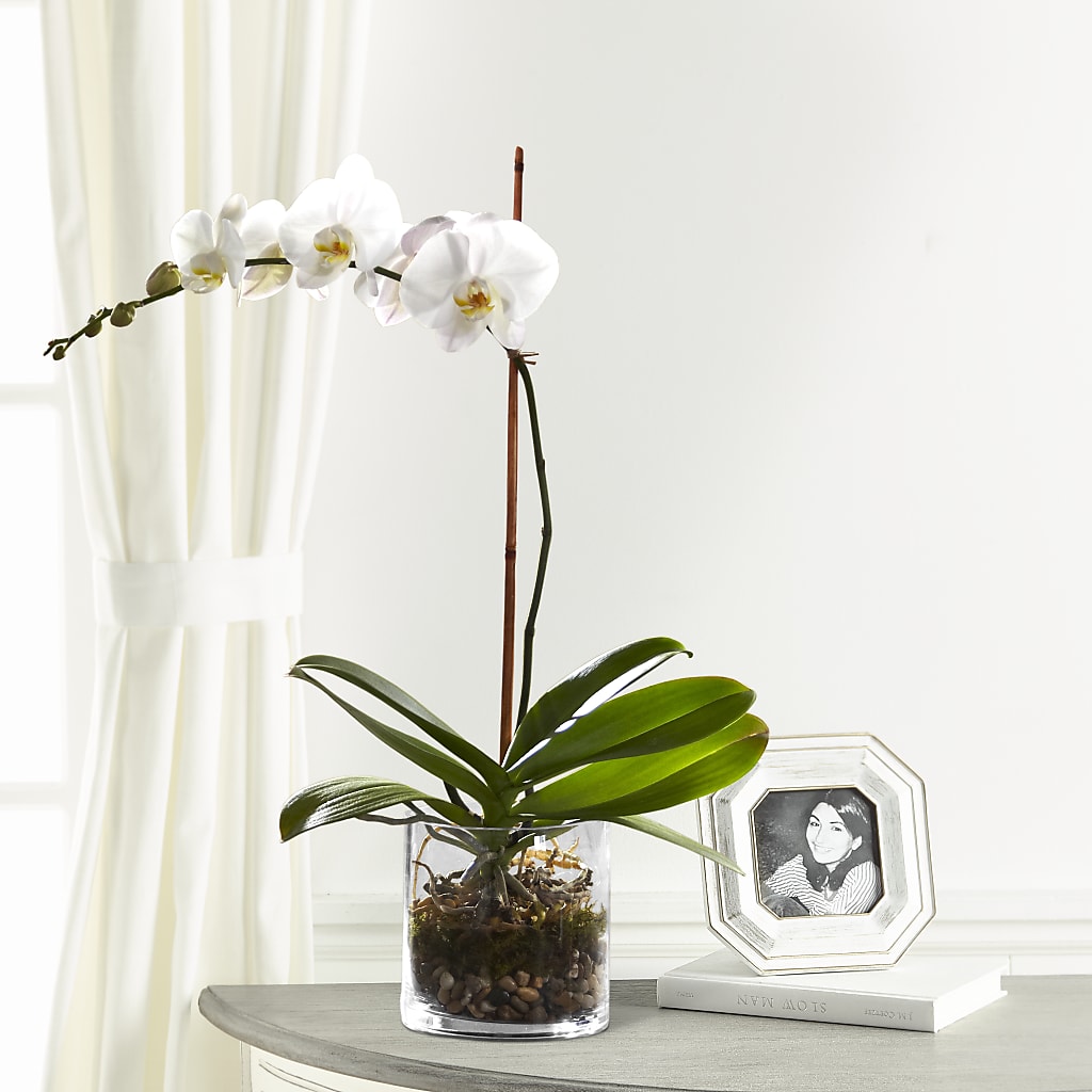 White Orchid Planter – Flowers By Albert, Lowell MA