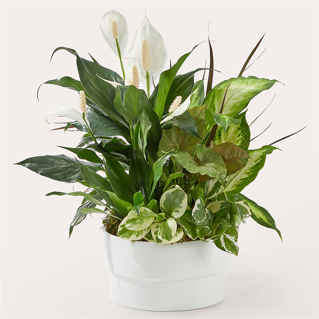 Radiating Positivity Dishgarden – Flowers By Albert, Lowell MA
