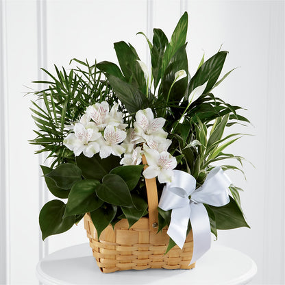 Peace & Serenity Dishgarden –  Flowers By Albert, Lowell MA