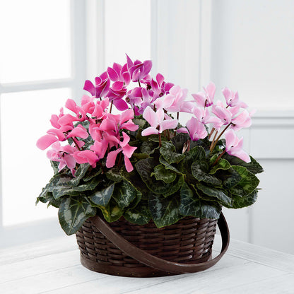 Mixed Cyclamen Planter –  Flowers By Albert, Lowell MA