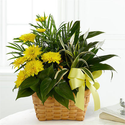Loving Light Dishgarden –  Flowers By Albert, Lowell MA