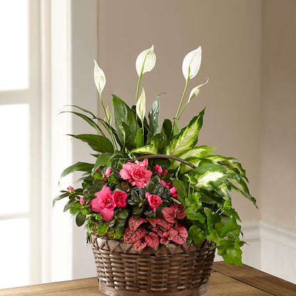 Dream in Pink Dishgarden –  Flowers By Albert, Lowell MA