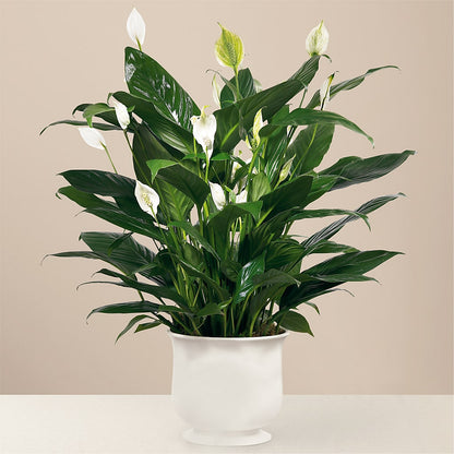 Comfort Planter –  Flowers By Albert, Lowell MA