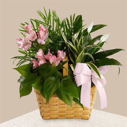 Living Spirit Dishgarden –  Flowers By Albert, Lowell MA
