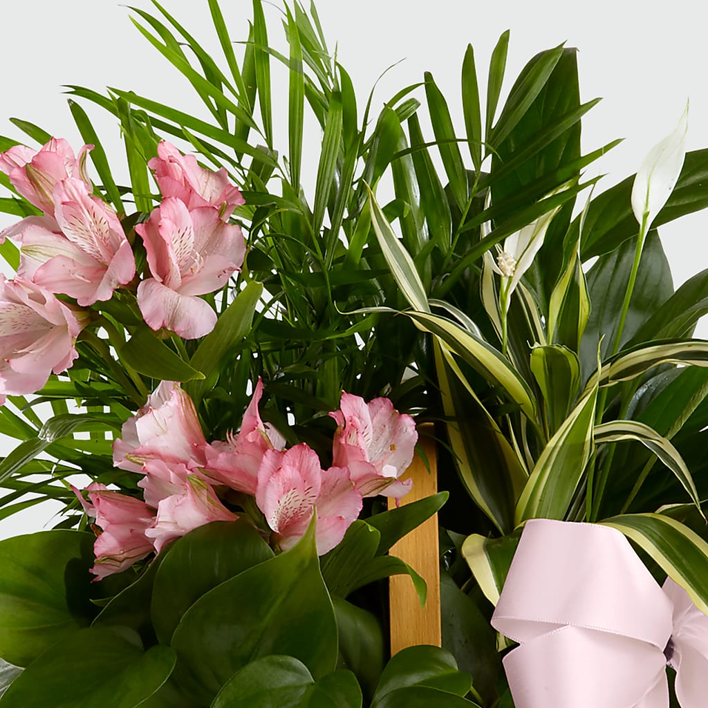 Living Spirit Dishgarden –  Flowers By Albert, Lowell MA