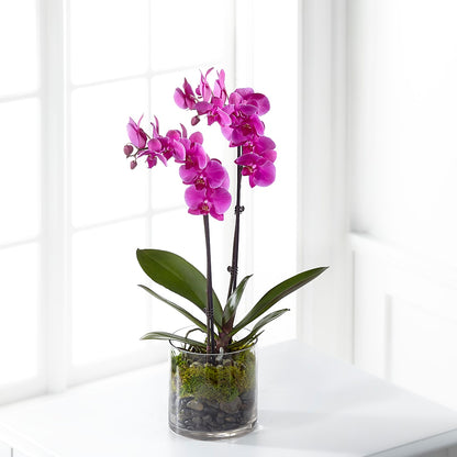Pink Orchid Plant –  Flowers By Albert, Lowell MA