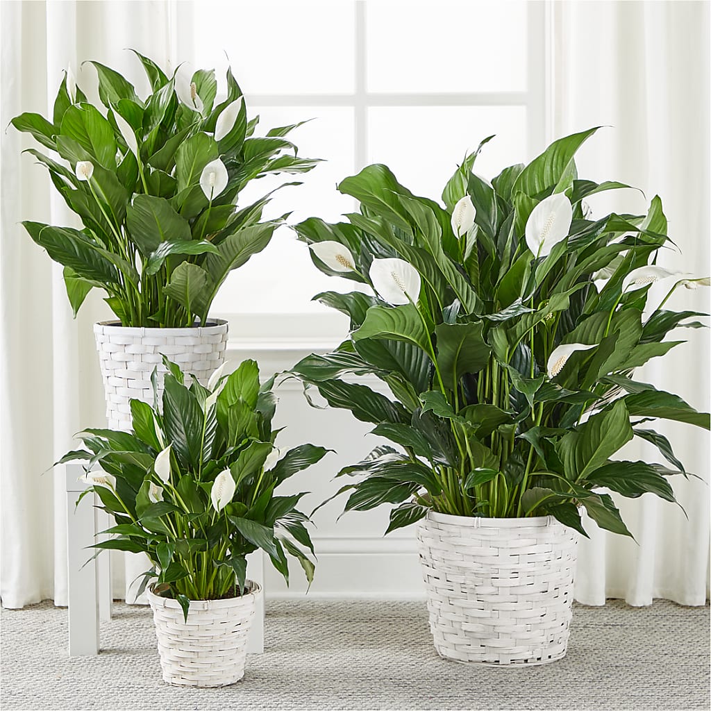A New Leaf Peace Lily –  Flowers By Albert, Lowell MA