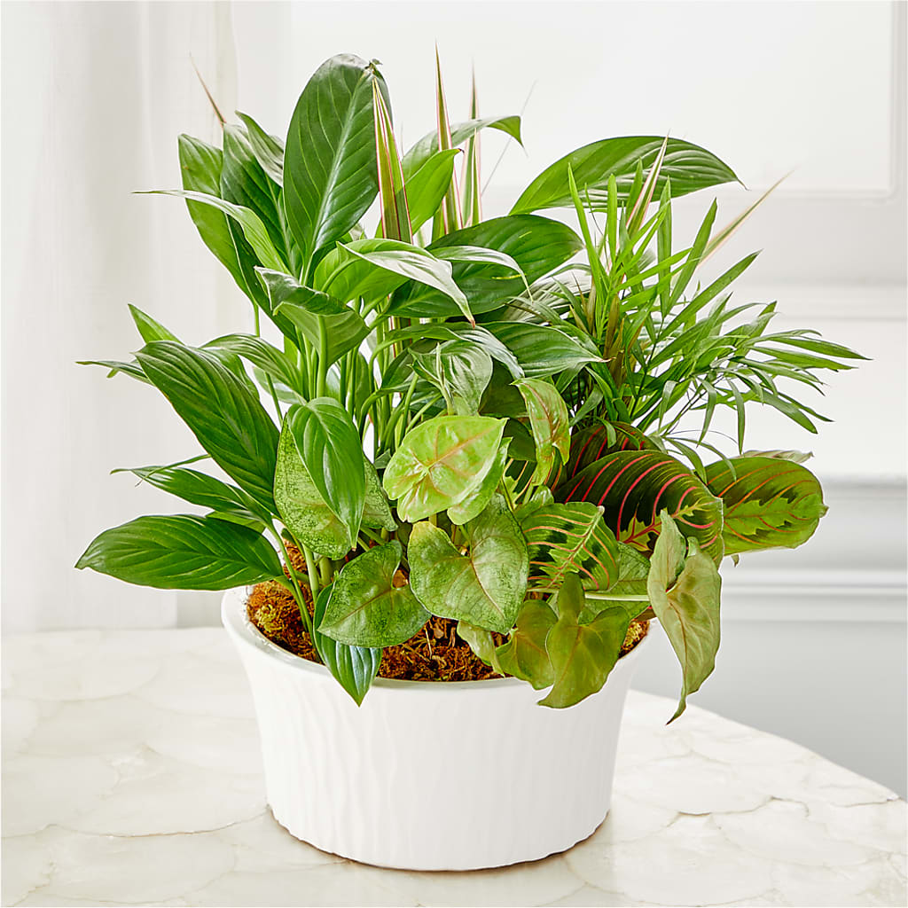 Balance & Harmony Dishgarden –  Flowers By Albert, Lowell MA