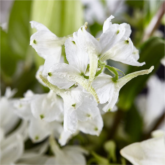 Classic Ivory – A Florist Original –  Flowers By Albert, Lowell MA